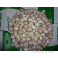 Ail Blanc Normal Frais 5.5cm